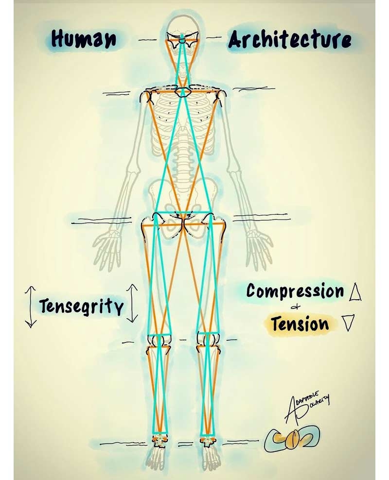 Myofascial Meridians And Their Significance Myofascial Meridians And Their Significance