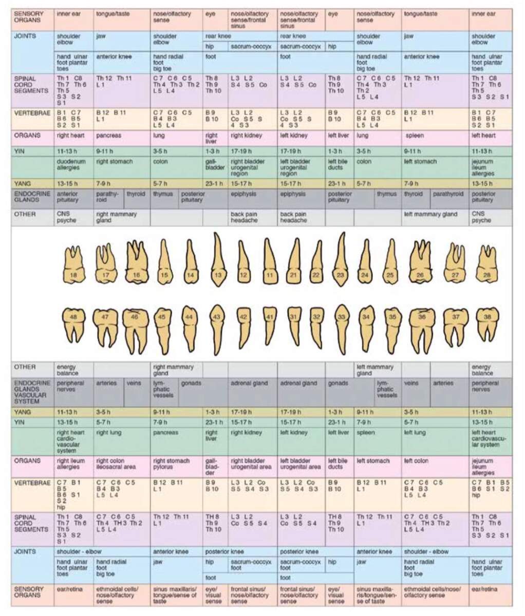 Natural Smiles Of Tampa Bay Tooth Meridian Chart
