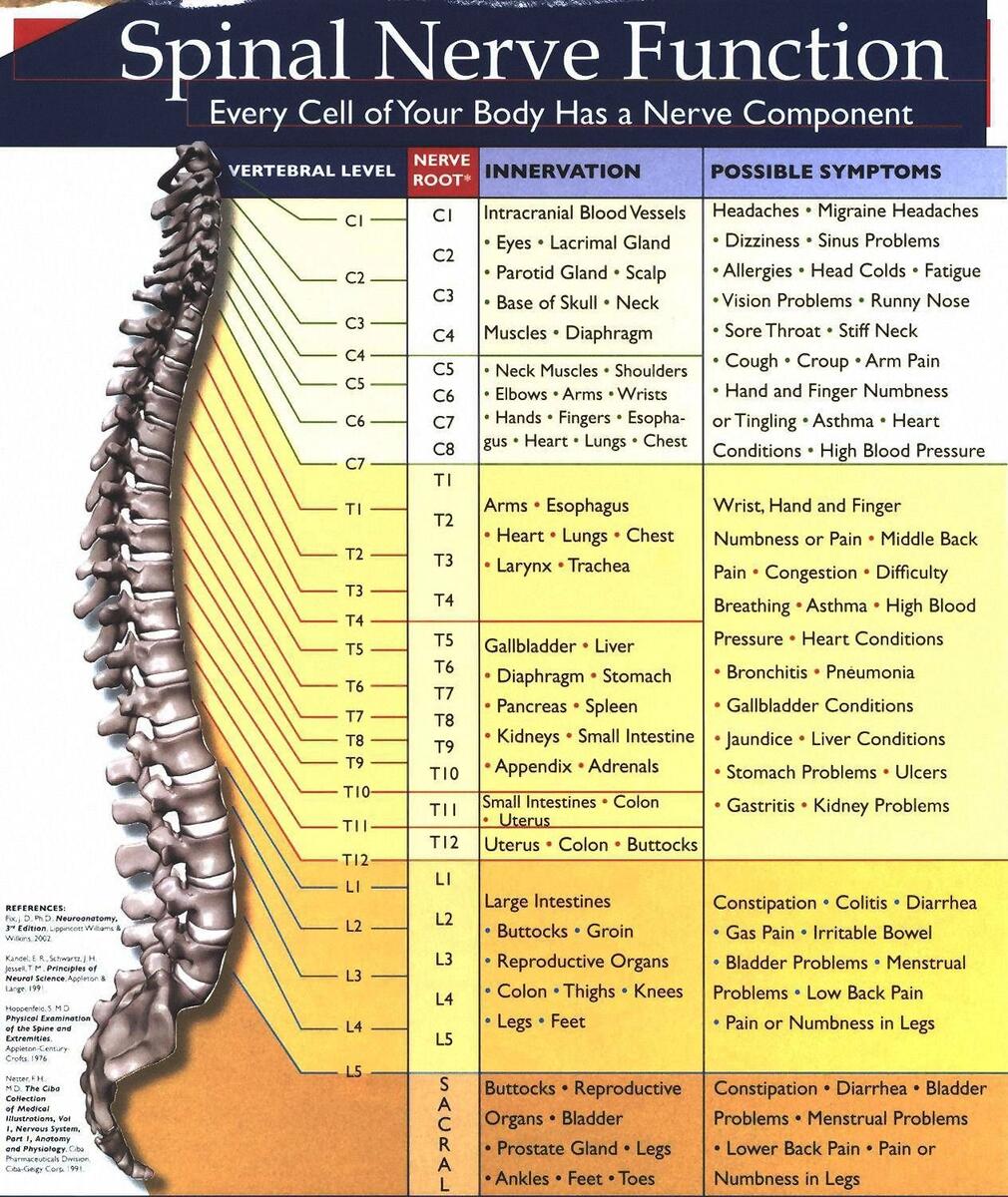 Nerve Chart BODY FLOW CHIROPRACTIC Anatomical Charts And Posters Anatomy Charts Spinal Nerves Laminated Chart