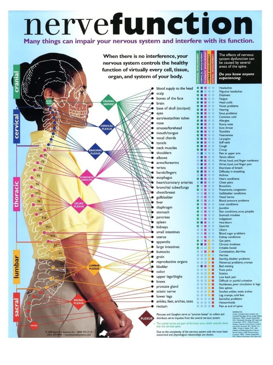 Spinal Nerves What They Are And What They Do