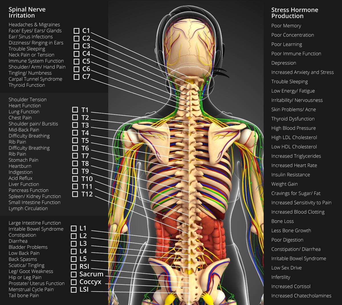 Nervous System Wikipedia