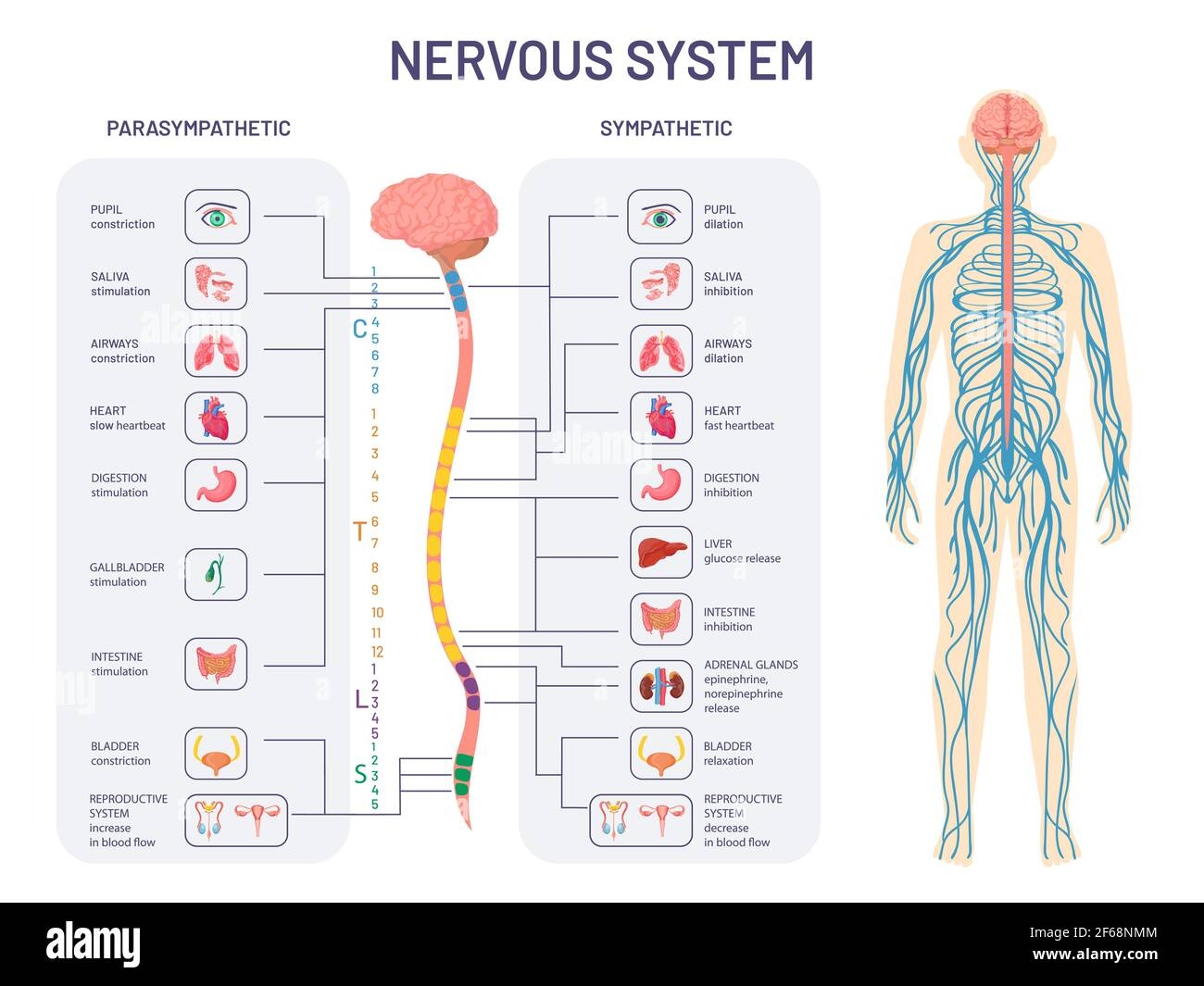 Nervous System Diagram Hi Res Stock Photography And Images Alamy