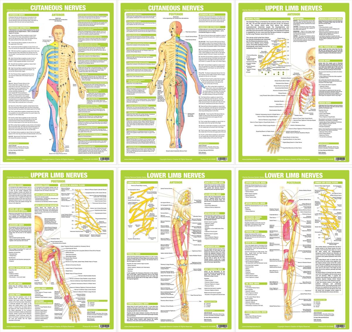 Nervous System Posters Human Anatomy Charts Etsy Israel Nervous System Posters Human Anatomy Charts Etsy Israel