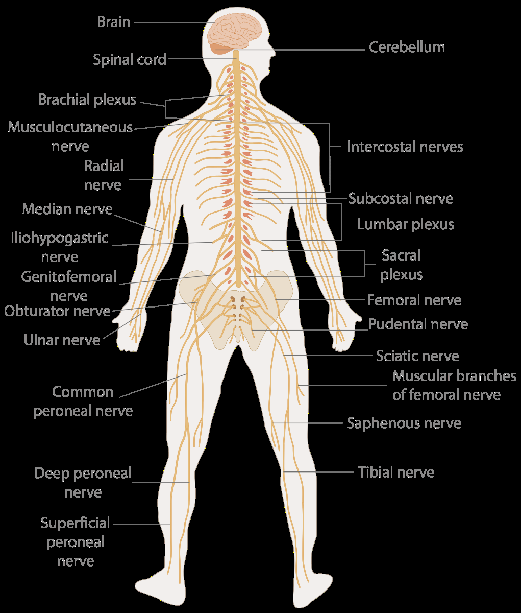 Amazon 2 PACK Nervous And Spinal Nerves Anatomy Poster Set LAMINATED Anatomy And Physiology Poster 17 3 X 22 5 Inches Nervous System Diagram Human Anatomical Chart Body Poster Industrial Scientific