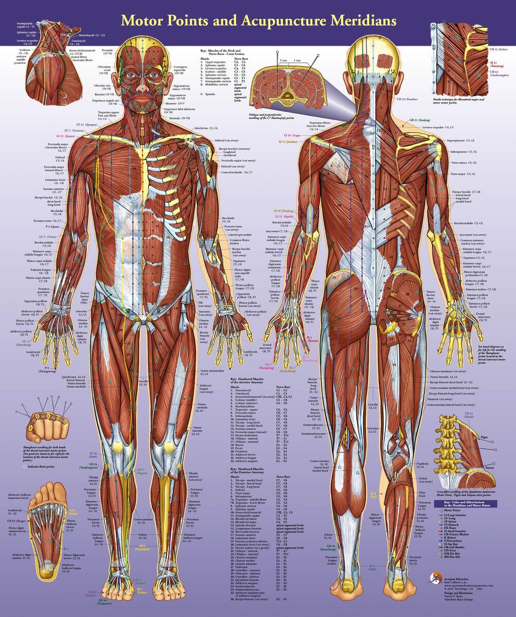 NEW UPDATED Motor Points And Acupuncture Meridians Wall Chart AcuSport Education