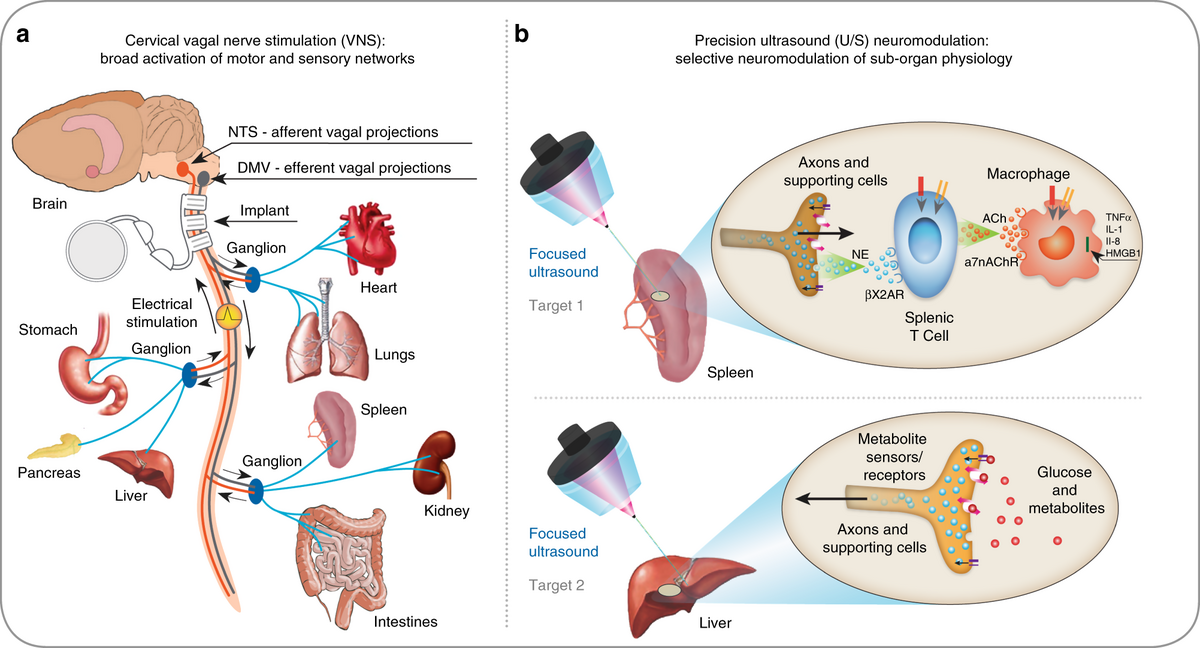 Measurement Of Mean Subcutaneous Fat Thickness Eight Standardised Ultrasound Sites Compared To 216 Randomly Selected Sites Scientific Reports
