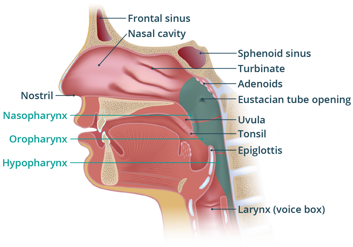 Nose And Throat Healthdirect