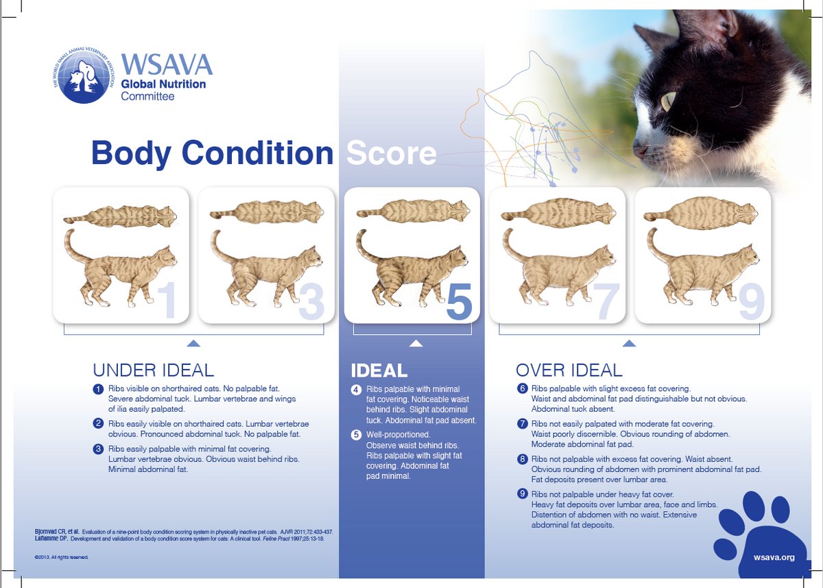 Nutrition Body Condition Scoring