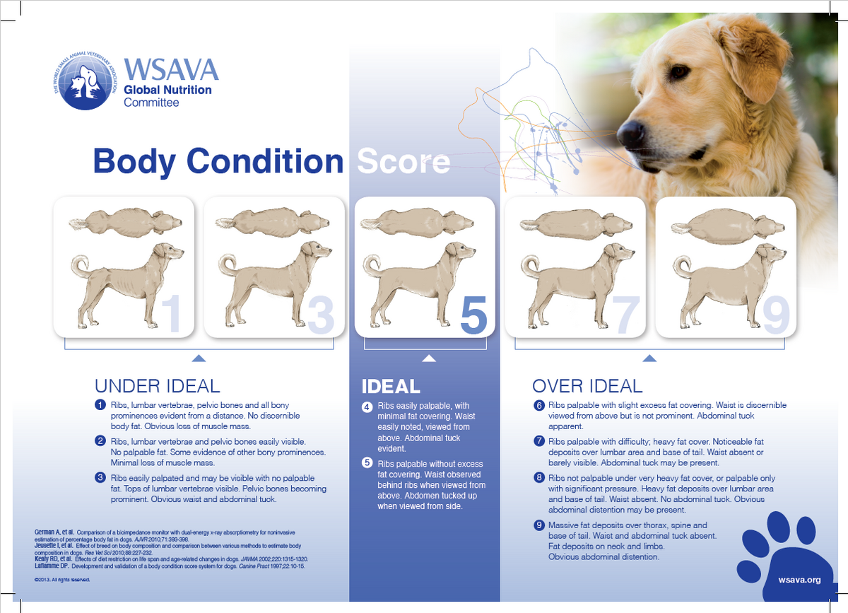 Nutrition Body Condition Scoring