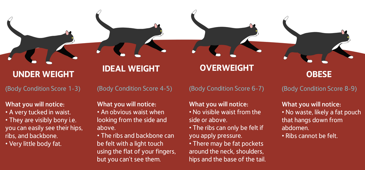 Obesity In Cats Central Hospital For Veterinary Medicine