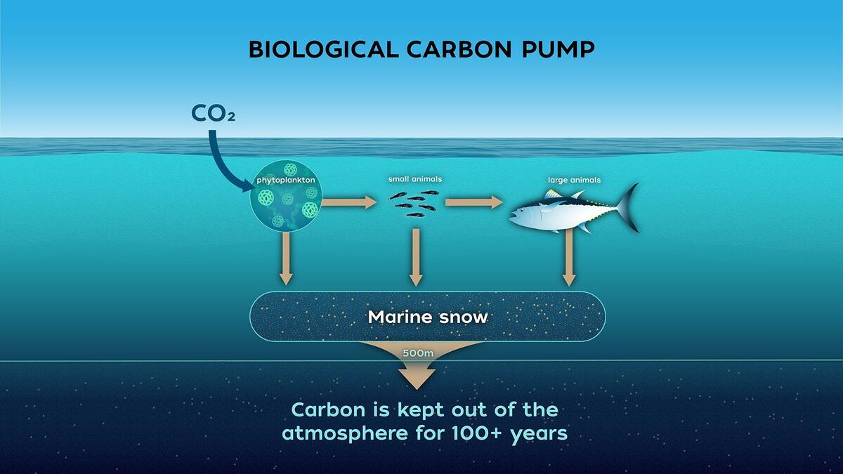 Ocean Topic Biological Carbon Pump Ocean Topic Biological Carbon Pump