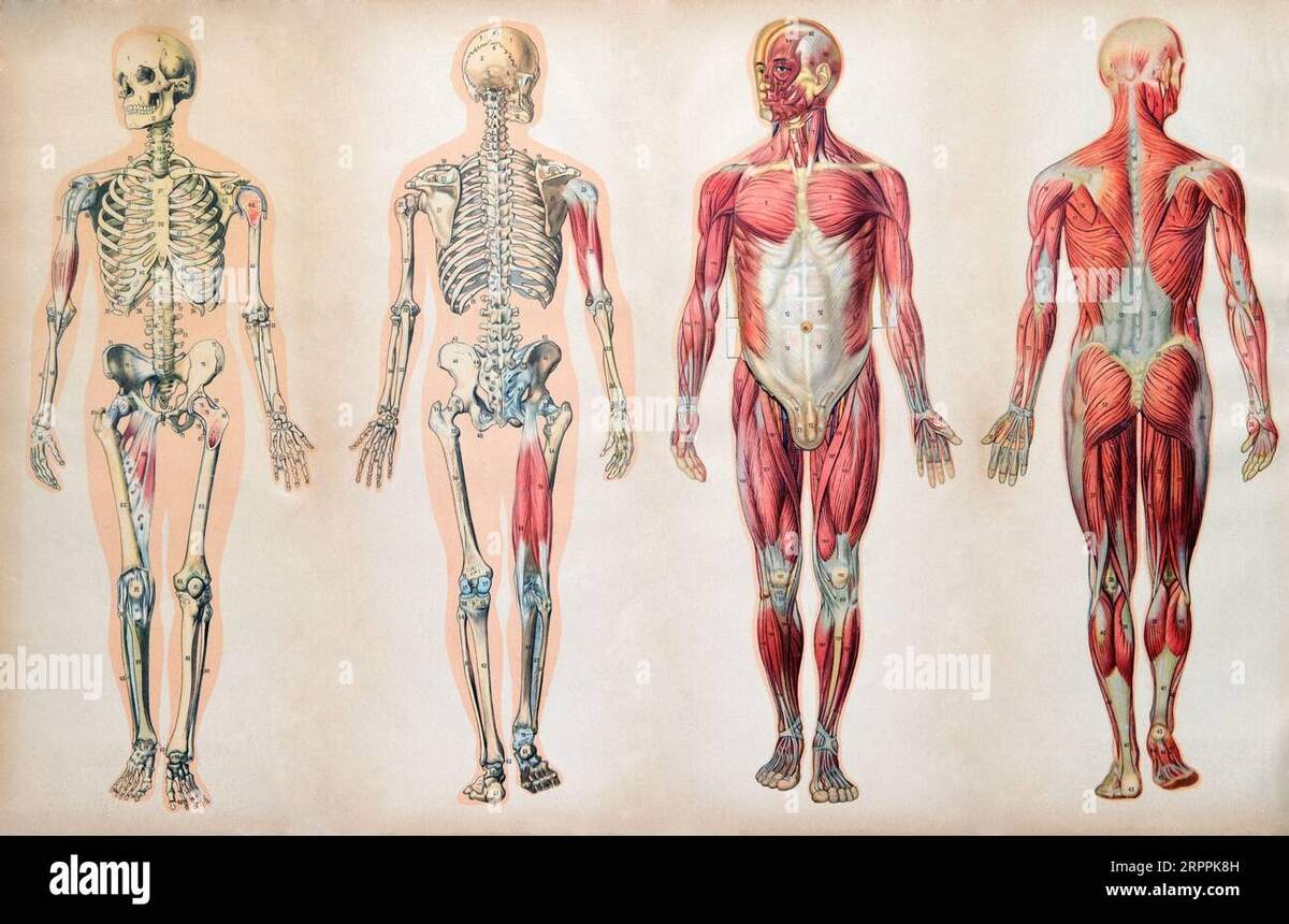 Old Vintage Anatomy Charts Of The Human Body Showing The Skeletal System And Various Muscles Four Figures In A Row In Different Orientations Stock Photo Alamy