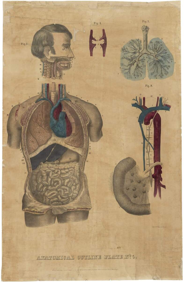 One Of The First Anatomical Wall Charts Published In The United States Rare Antique Maps