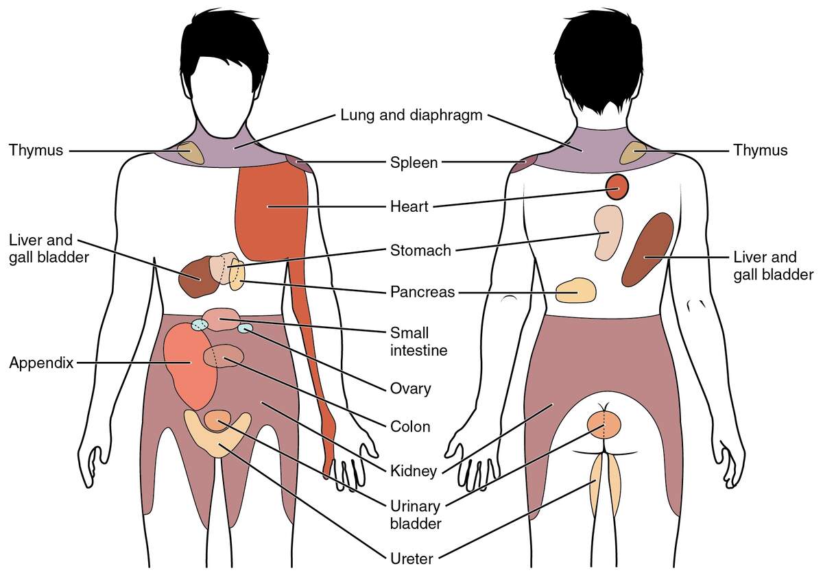 OpenStax AnatPhys Fig 15 7 Referred Pain Chart English Labels AnatomyTOOL