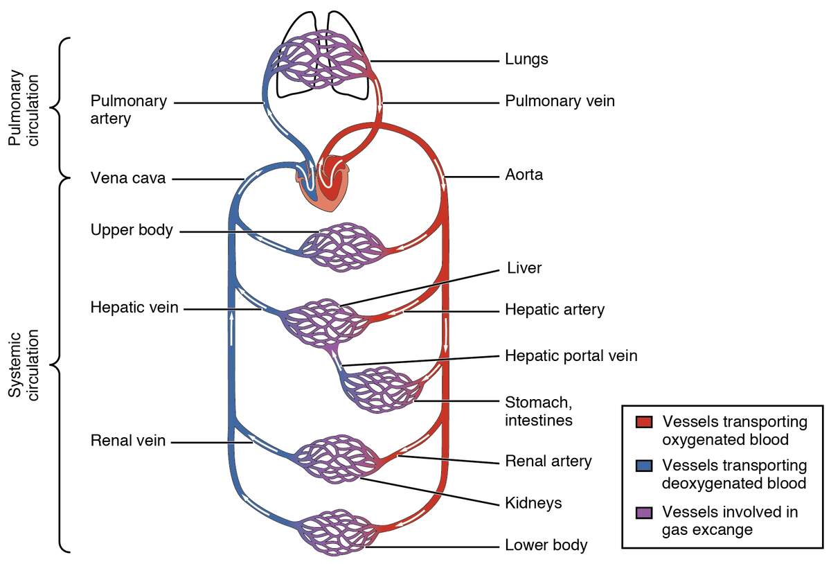 OpenStax AnatPhys Fig 20 2 Blood Flow Through The Heart English Labels AnatomyTOOL
