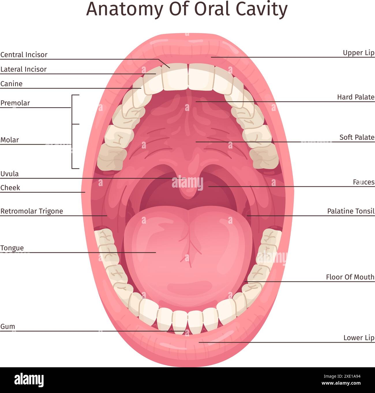 Oral Cavity Infographic Human Mouth Inside Parts Structure Anatomy System Teeth Dentistry Diagram Open Throat Tooth Tongue Lips Dental Hygiene Scheme Swanky Vector Illustration Stock Vector Image Art Alamy