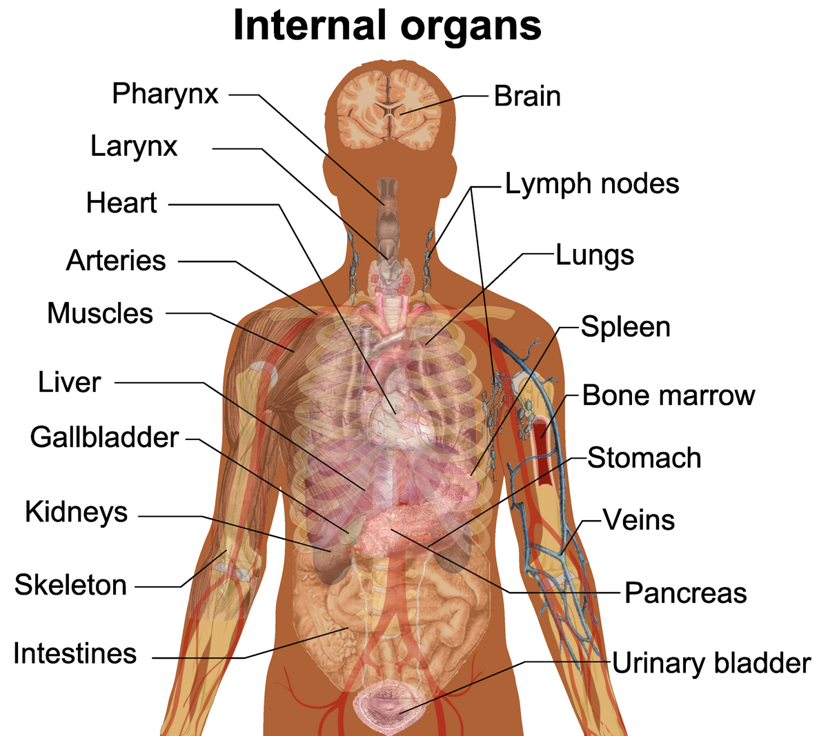 Organ Biology Wikipedia Organ Biology Wikipedia