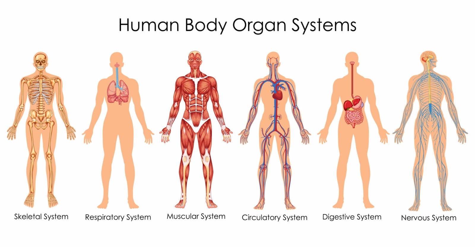 Organ Systems In Humans Digestive Circulatory Respiratory Nervous Etc