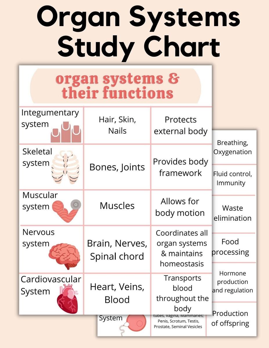 Body Systems Chart Etsy