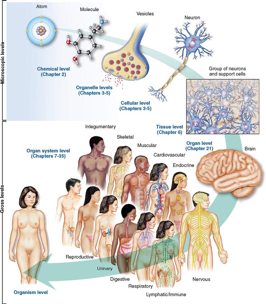 Organization Of The Body Basicmedical Key