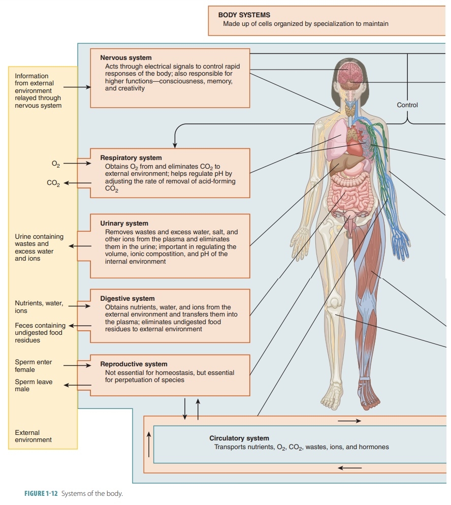 Tissues Organs Organ Systems Article Khan Academy
