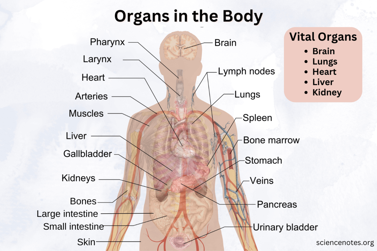 Organs In The Body Diagram List And Functions