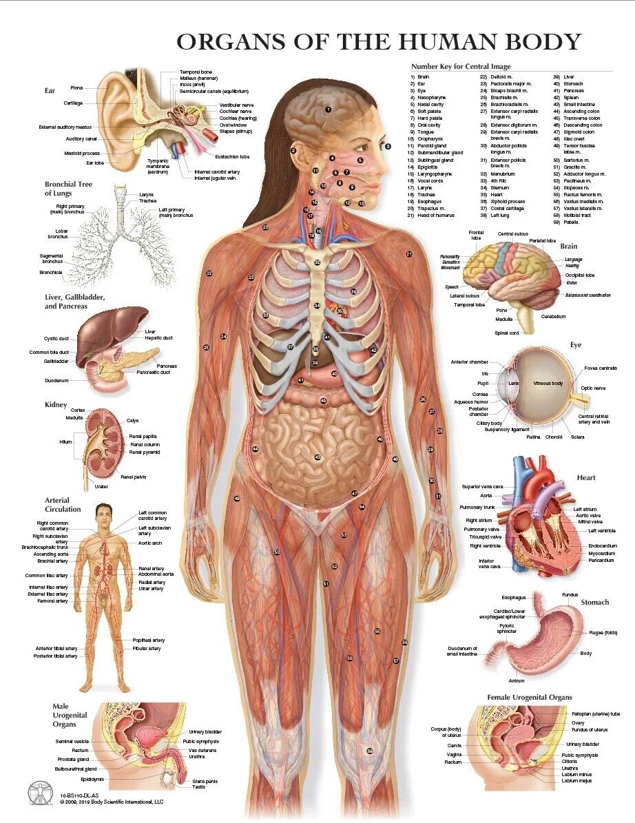 ORGANS OF THE HUMAN BODY POSTER 24 X 36 INCH EBay ORGANS OF THE HUMAN BODY POSTER 24 X 36 INCH EBay