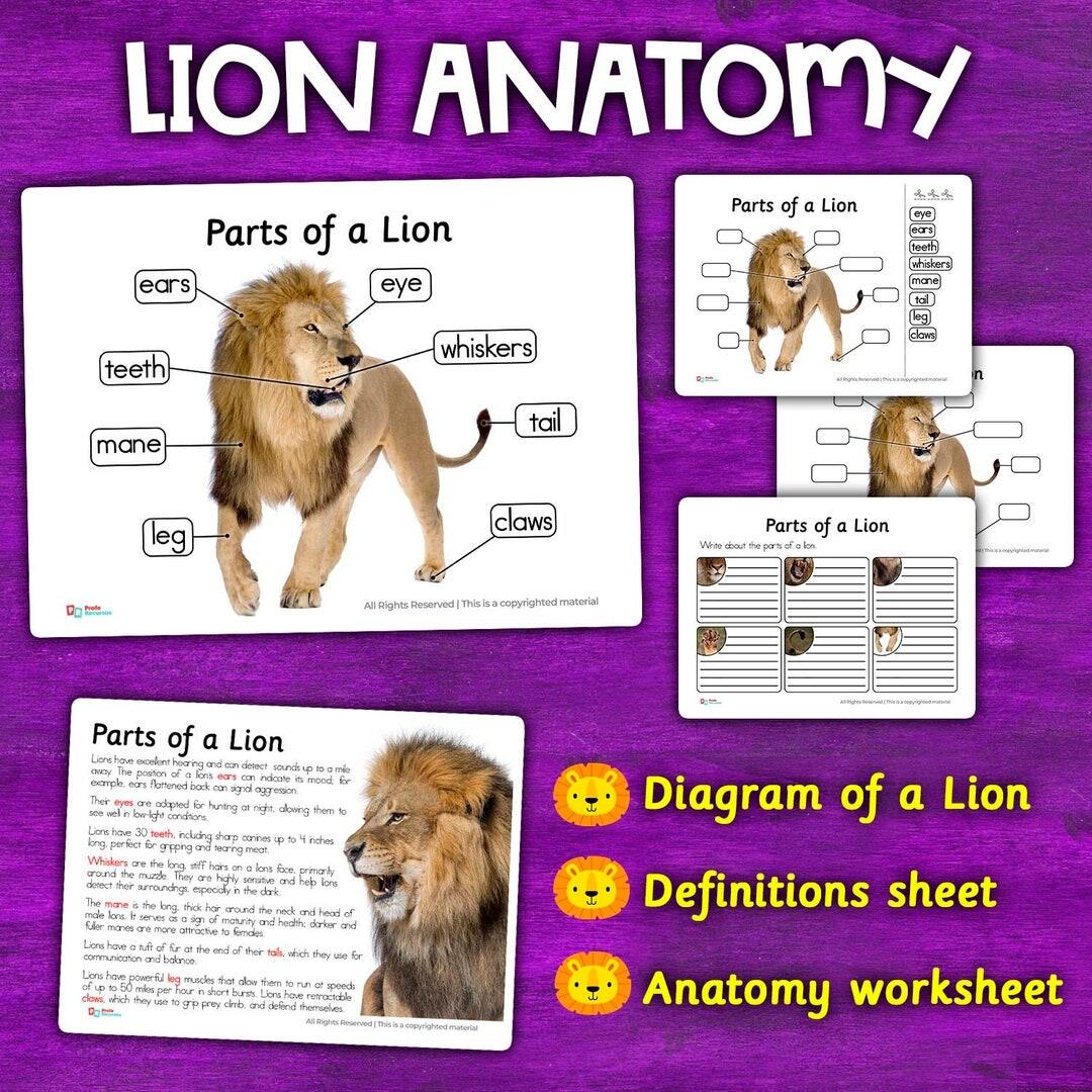 Parts Of A Lion Anatomy Parts All About African Lion African Lion Anatomy Parts Diagram Lion Labeled Parts Anatomy Parts Of A Lion Etsy Parts Of A Lion Anatomy Parts All About African Lion African Lion Anatomy Parts Diagram Lion Labeled Parts Anatomy Parts Of A Lion Etsy