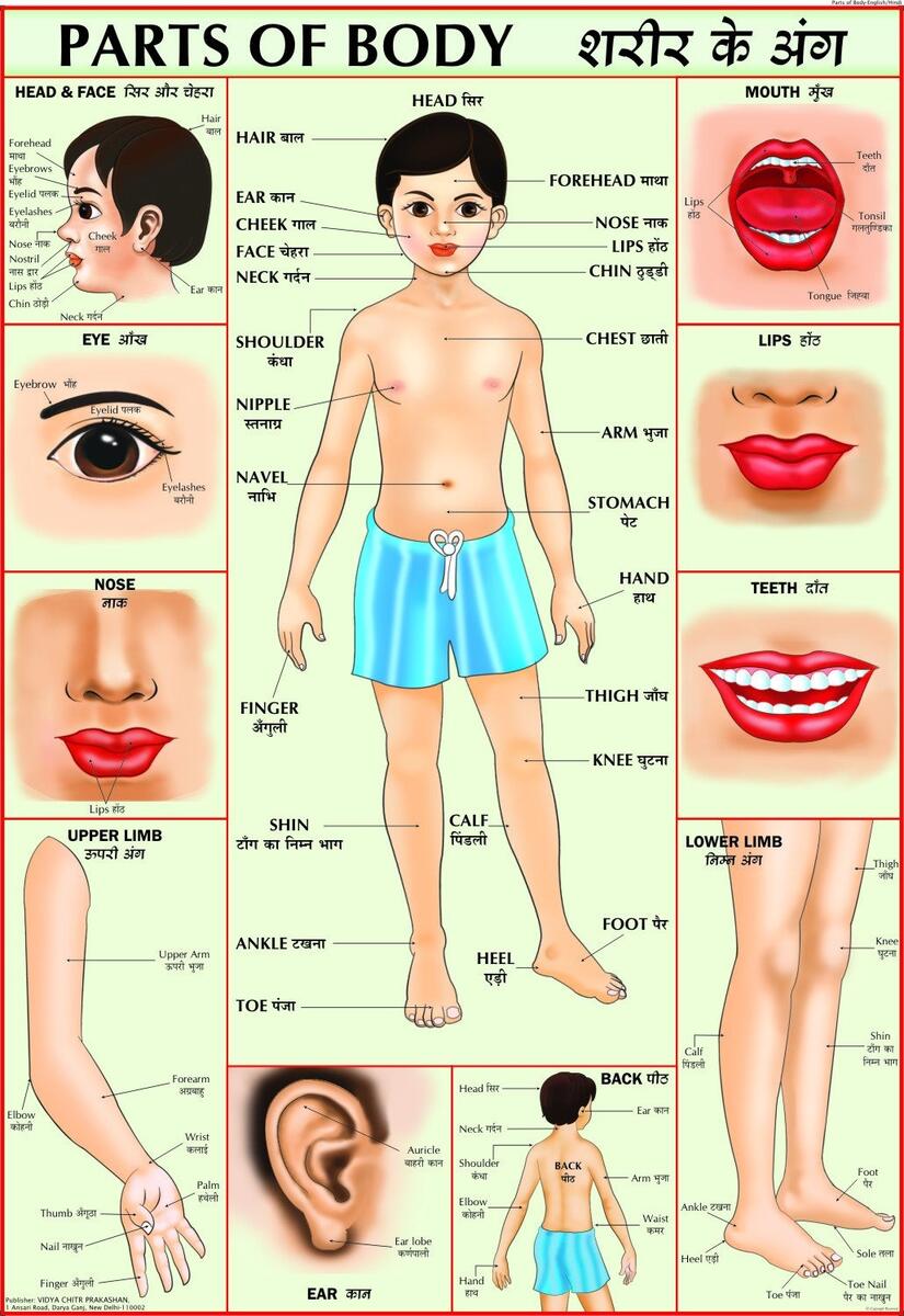 Parts Of The Body Learning Chart 17 X 22 T 38048 Trend Enterprises Inc Science