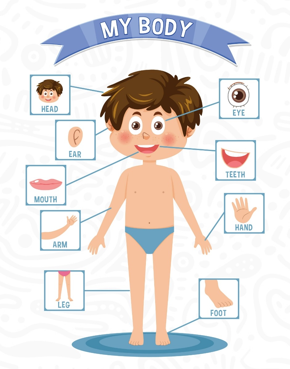 Parts Of The Body Chart Human Body Parts Poster Picture For Kids Learning