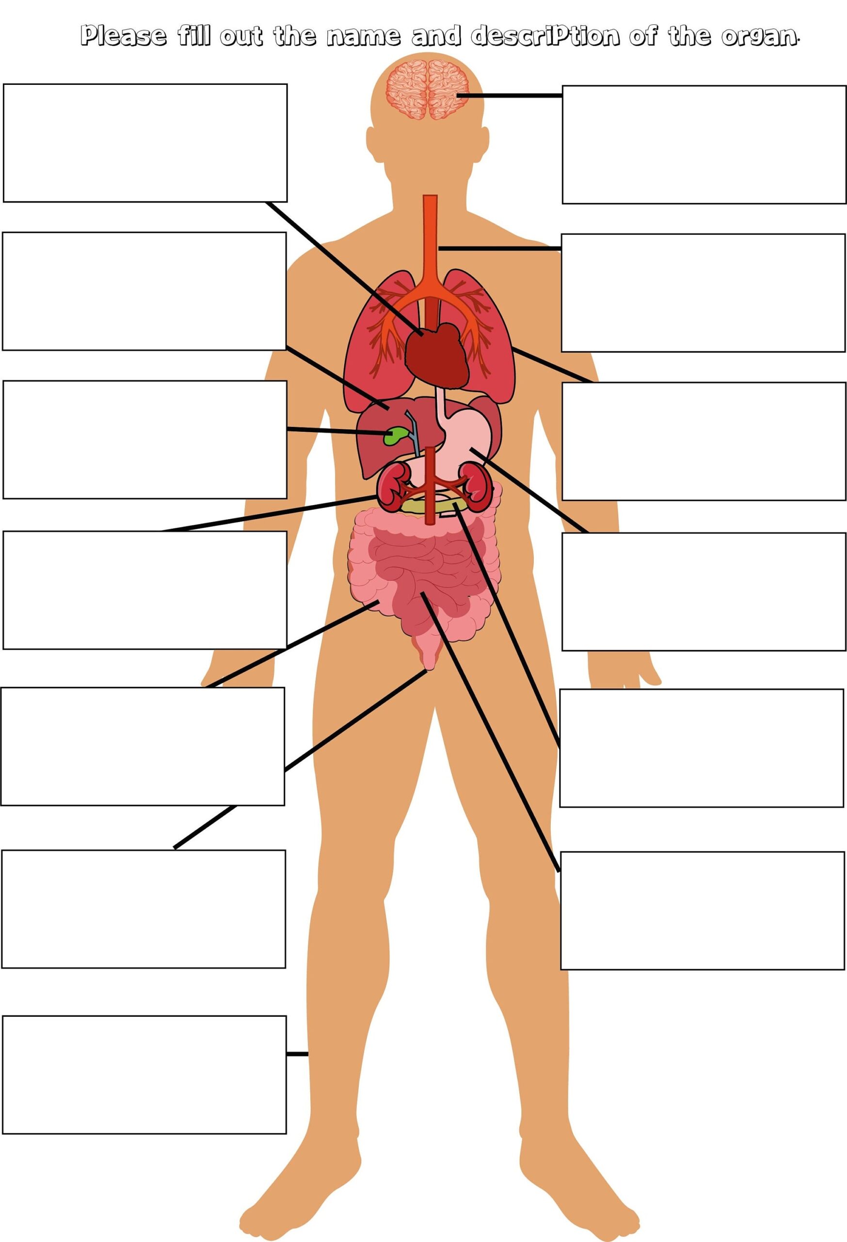 Parts Of The Body Labelling Activity Human Anatomy Education Organs Body Diagram School Education Homeschooling DIGITAL Download Etsy Ireland