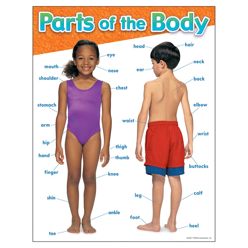 Parts Of The Body Learning Chart 17 X 22 T 38048 Trend Enterprises Inc Science Parts Of The Body Learning Chart 17 X 22 T 38048 Trend Enterprises Inc Science