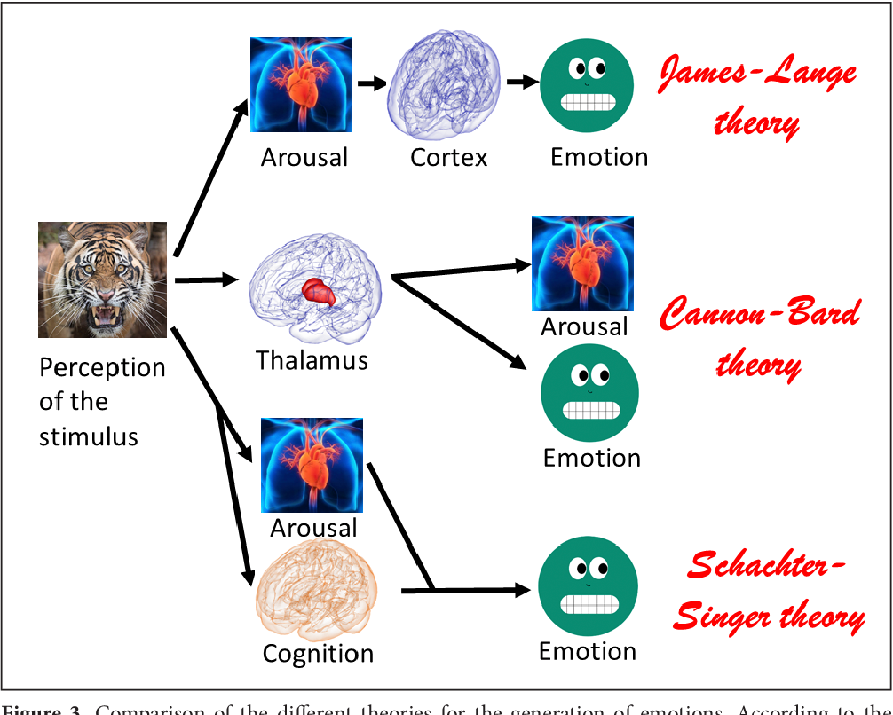 PDF Periaqueductal Gray And Emotions The Complexity Of The Problem And The Light At The End Of The Tunnel The Magnetic Resonance Imaging Semantic Scholar