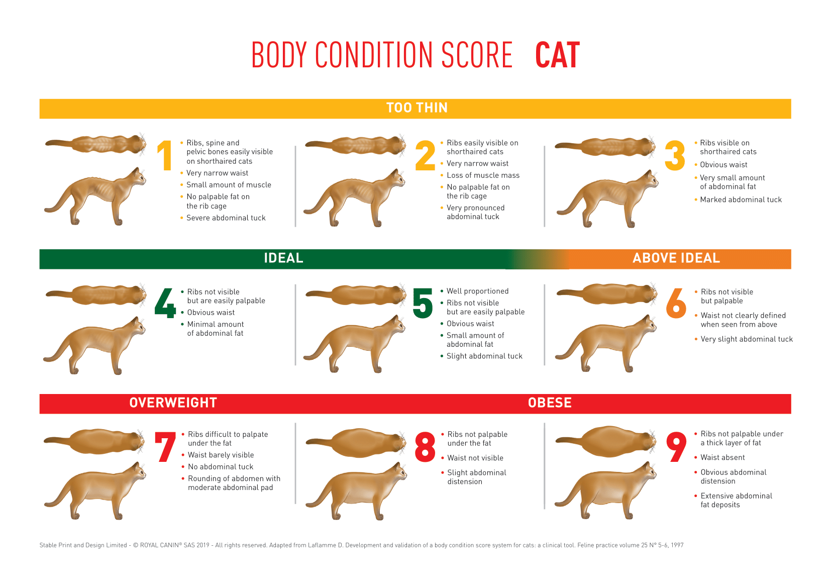 Pet Body Condition Scores Matter Here S Why ManyPets