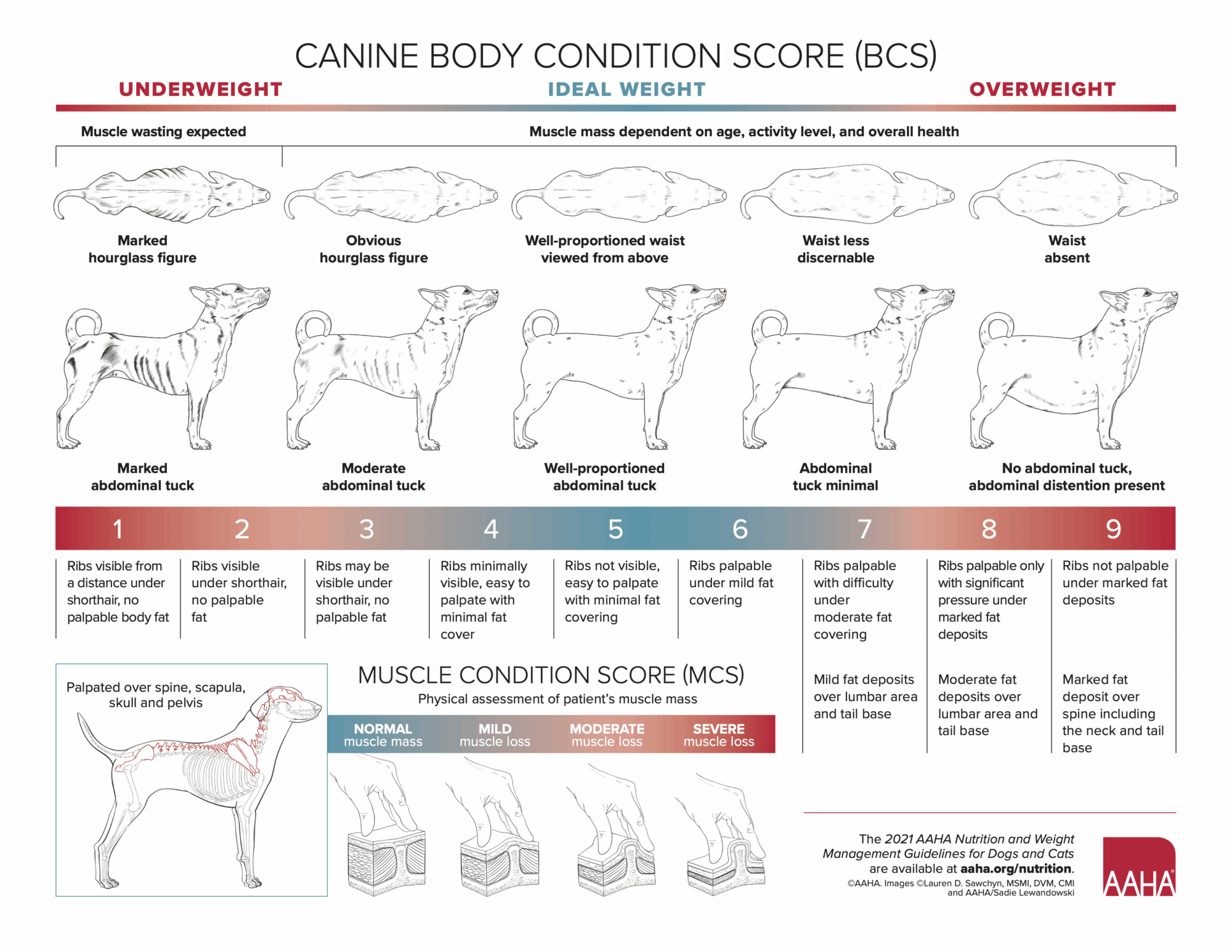 Pet Obesity Day Tips For Tackling A Weighty Topic Diet University Veterinary Teaching Hospital Sydney