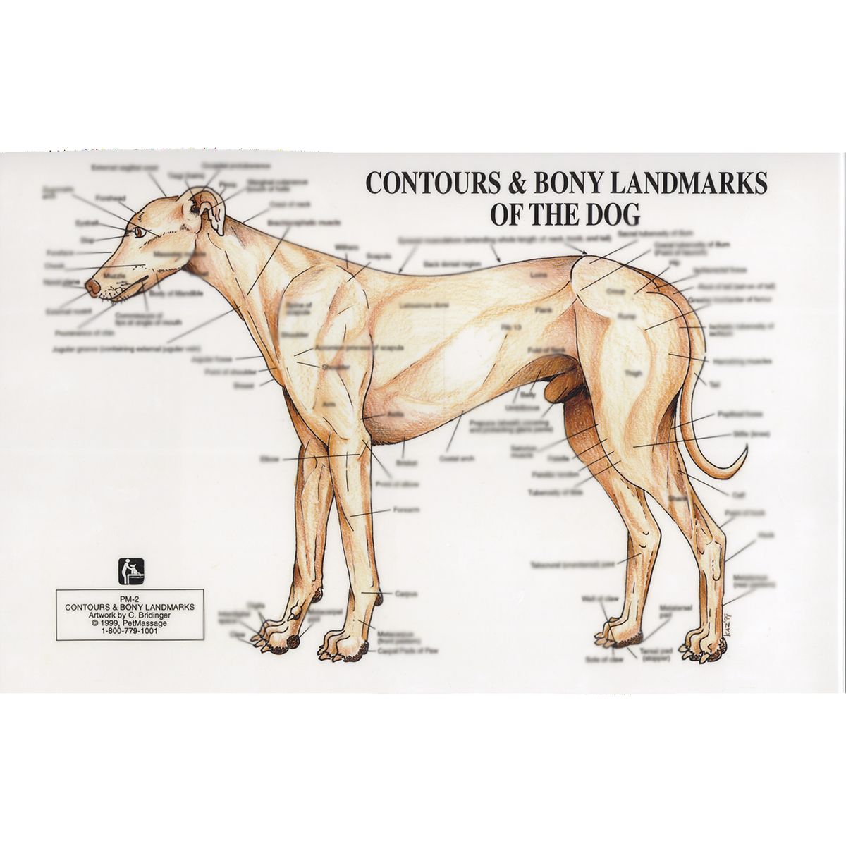 PetMassage Chart 2 Contours And Bony Landmarks Of The Dog PetMassage Training And Research Institute Body Map Illustrations Cornell University College Of Veterinary Medicine