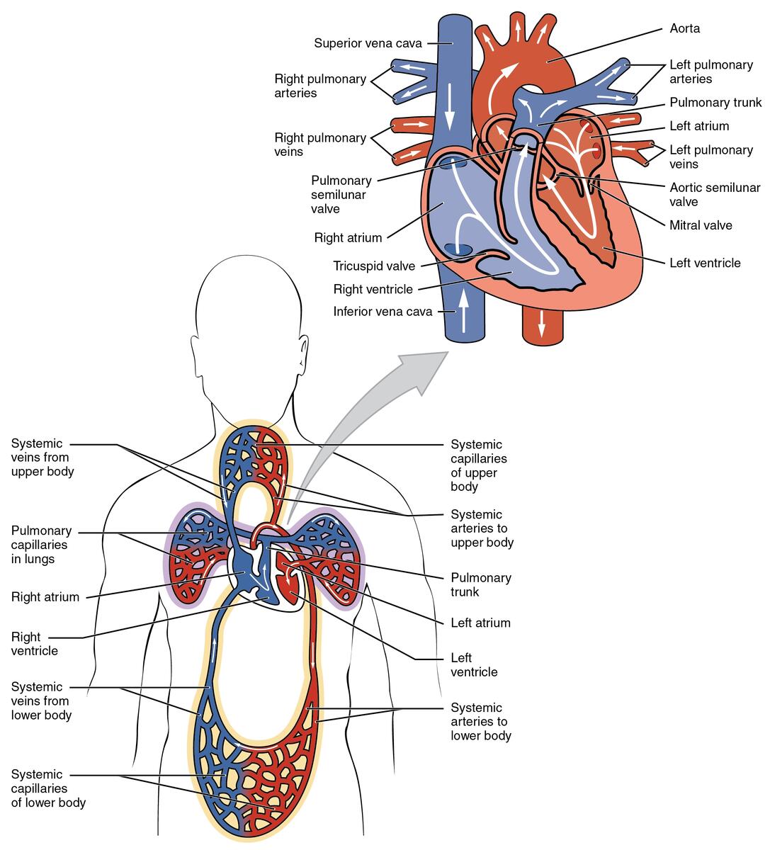 Physiology Of The Heart Medical Terminology An Interactive Approach Physiology Of The Heart Medical Terminology An Interactive Approach