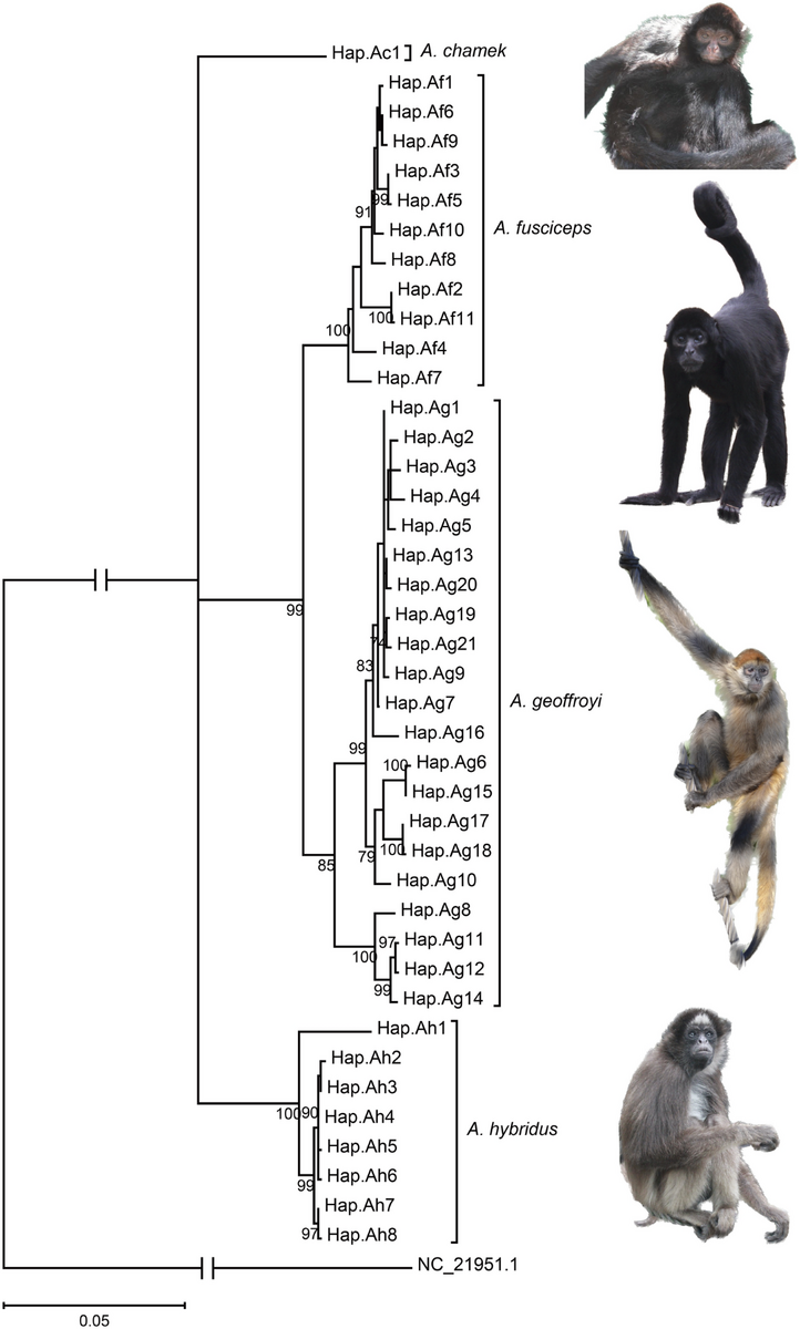 Population Genetics Of Captive Spider Monkeys In Japan For Ex Situ Conservation Primates Population Genetics Of Captive Spider Monkeys In Japan For Ex Situ Conservation Primates