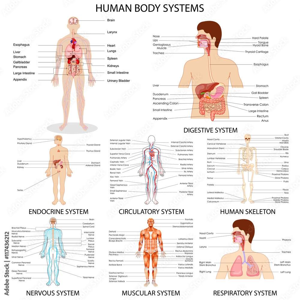 Organ Biology Wikipedia