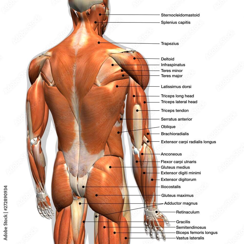 Poster Labeled Anatomy Chart Of Male Back Muscles On White Background Wall Art UkPosters Poster Labeled Anatomy Chart Of Male Back Muscles On White Background Wall Art UkPosters