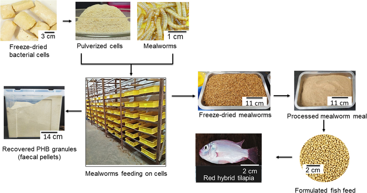 Potential Of Mealworms Used In Polyhydroxyalkanoate Bioplastic Recovery As Red Hybrid Tilapia Oreochromis Sp Feed Ingredient Scientific Reports