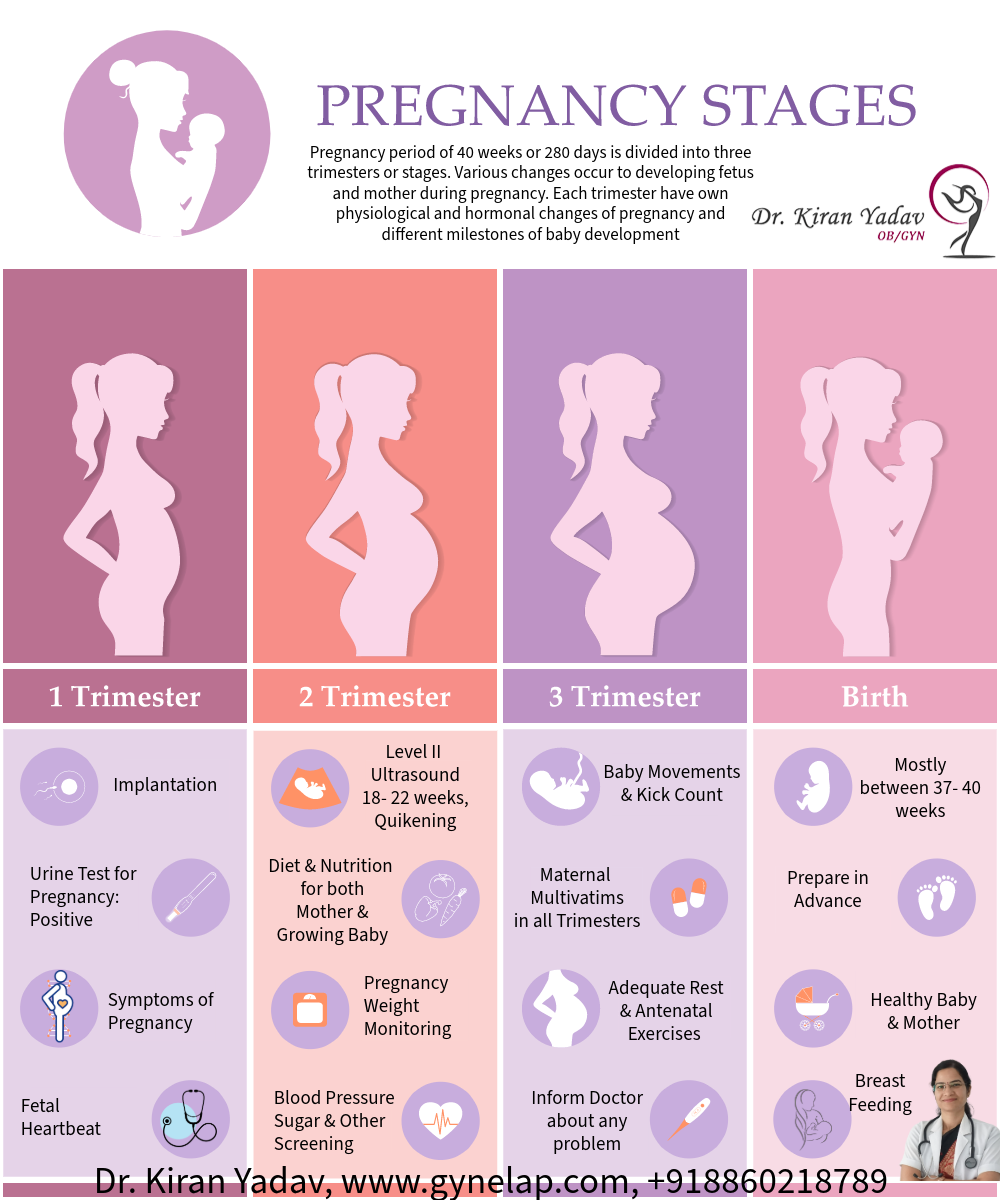 Pregnancy Stages A Complete Guide To Each Trimester Gynelap Antenatal Care Precautions And Checkups