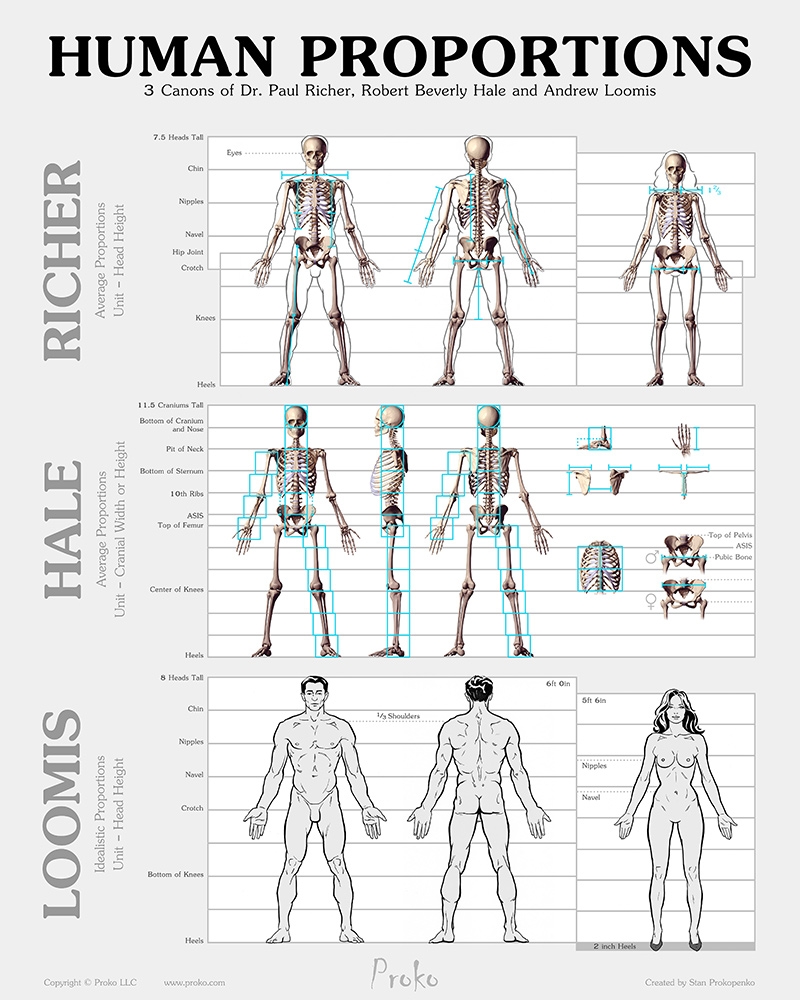 How To Always Get The Female Body Proportions In Drawing Right
