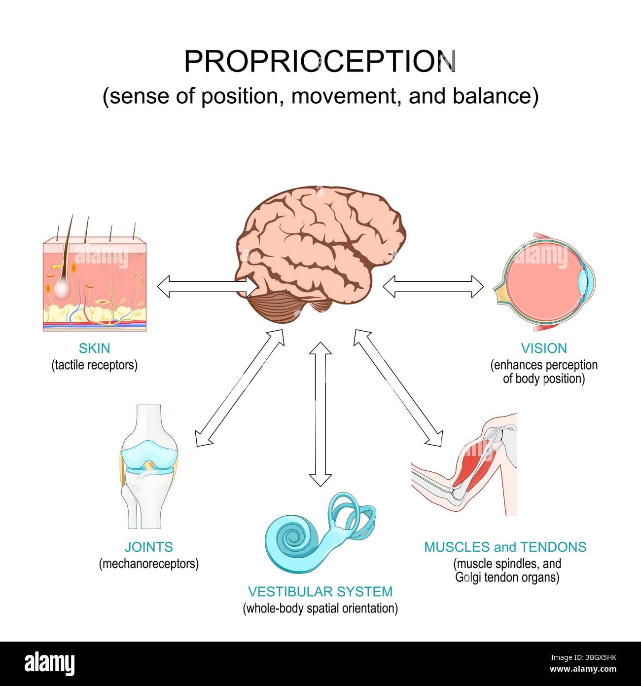 Proprioception Body Stock Vector Images Alamy