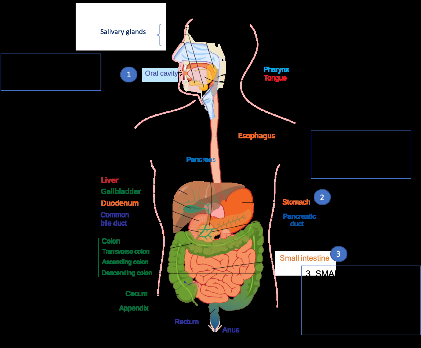 Protein Digestion And Absorption Nutrition Science And Everyday Application V 1 0