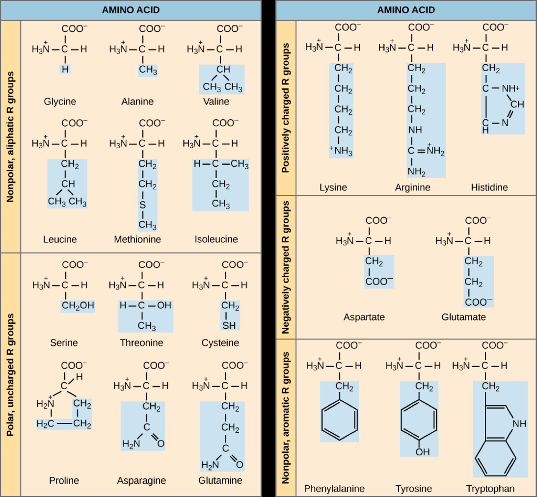 List Of Proteins Wikipedia