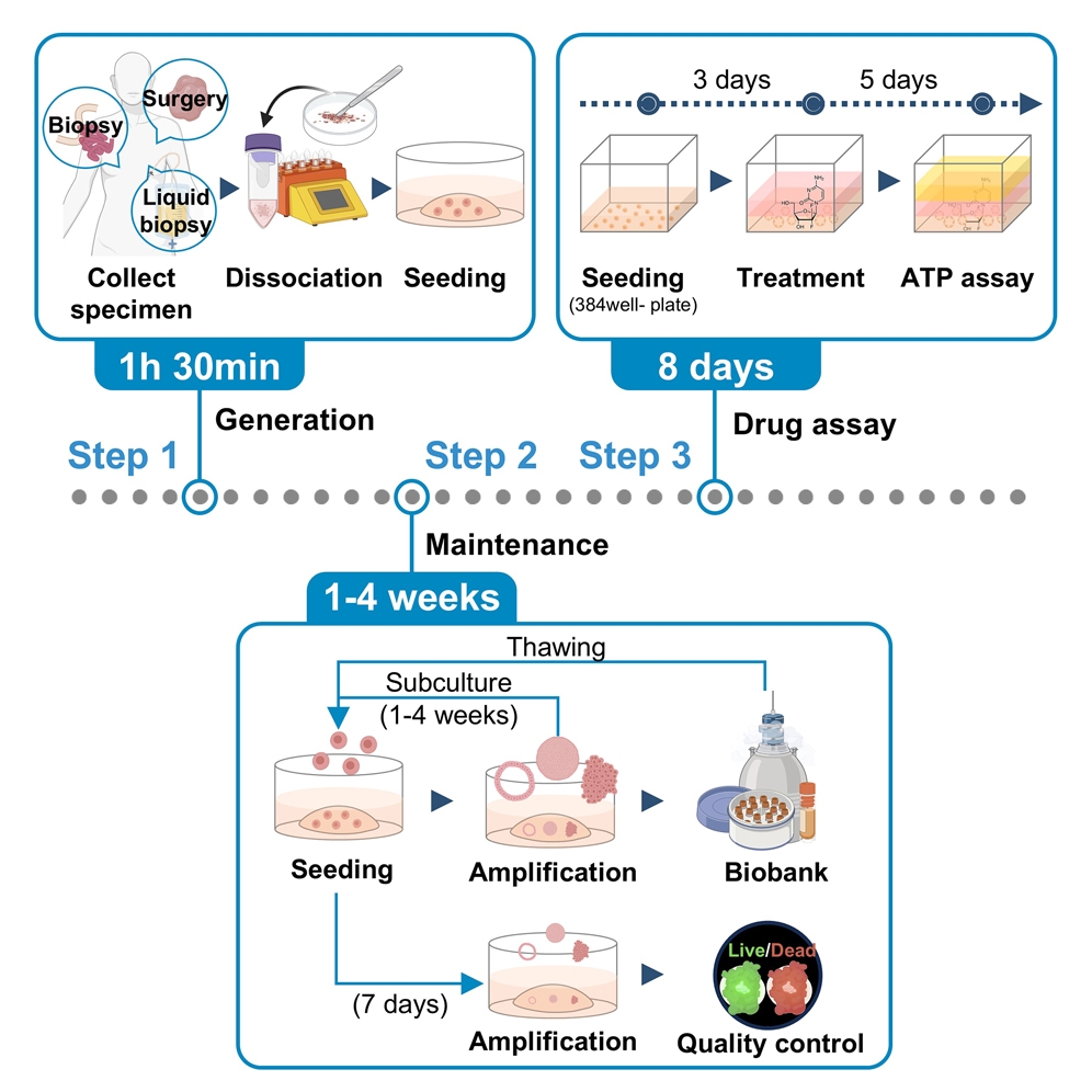 Protocol For Generation And Utilization Of Patient Derived Organoids From Multimodal Specimen Protocol For Generation And Utilization Of Patient Derived Organoids From Multimodal Specimen