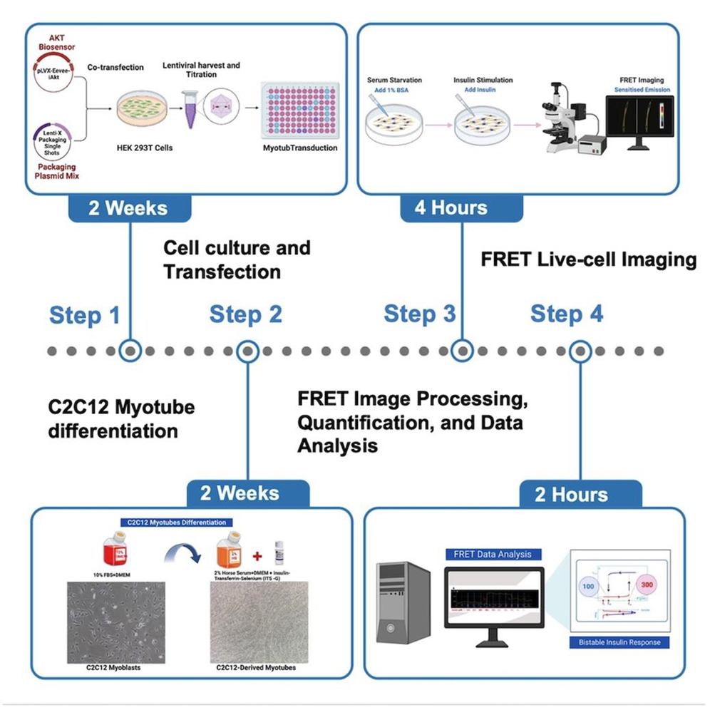 Protocol For Live Cell F Rster Resonance Energy Transfer Imaging To Reveal The Bistable Insulin Response Of Single C2C12 Derived Myotubes