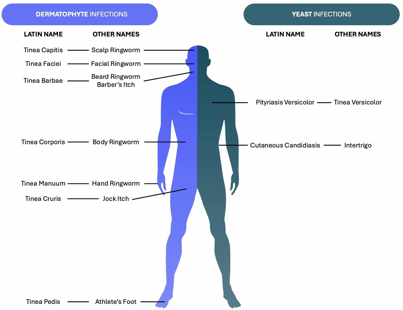 Pulsenotes Fungal Skin Infections
