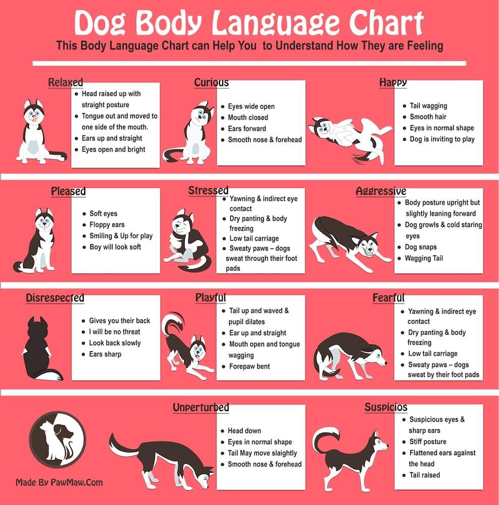 Puppy Socialisation Adelaide Plains Veterinary Surgery